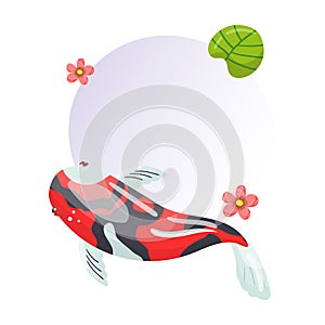 Features of Shova Carp Koi, traditional sacred Japanese fish, element for creating your own infographic design with photo