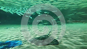 features an underwater view of a reticulate whipray swimming gracefully in the blue waters