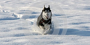 Siberian Husky running fast over the snow photo