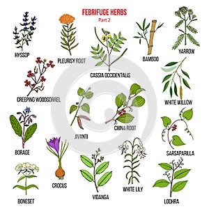 Febrifuge herbs collection. Part 2.