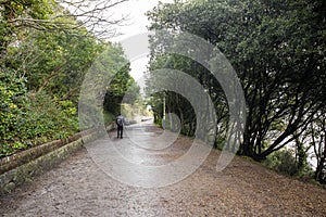 February 1, 2022. The man is walking down an alley among trees. Eastbourne East Sussex England