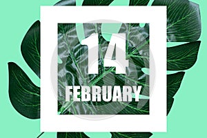 february 14th. Day 14 of month,Date text in white frame against tropical monstera leaf on green background winter month