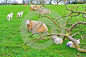 The February Family; Lambing in late winter, in Ashbourne, Derbyshire.