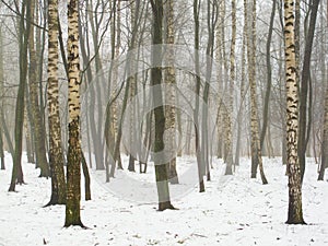 February grove in fog and snow