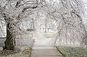 Febuary Michigan Winter Ice Storm covers Trees