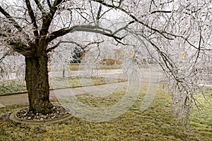 Febuary Michigan Winter Ice Storm covers Trees