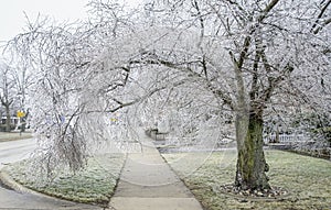 Febuary Michigan Winter Ice Storm covers Trees