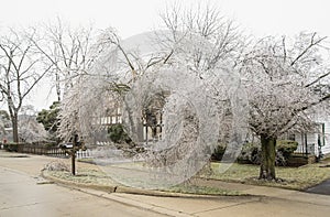 Febuary Michigan Winter Ice Storm covers Trees