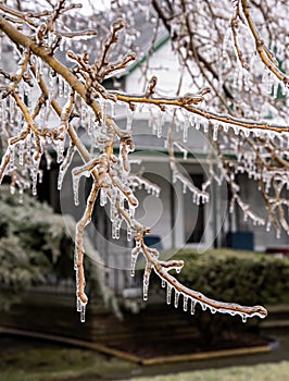 Febuary Michigan Winter Ice Storm covers Trees