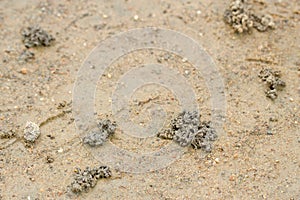 Feces of earthworms on the ground