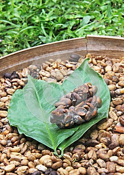 Feces with embedded coffee beans photo