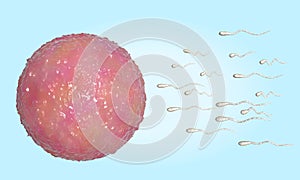 Fecundation. Egg and sperm. 3d illustration