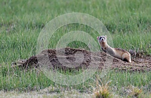 A Federally Endangered Black-footed Ferret