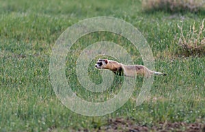 A Federally Endangered Black-footed Ferret Chasing Prey