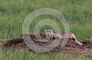 A Federally Endangered Black-footed Ferret photo
