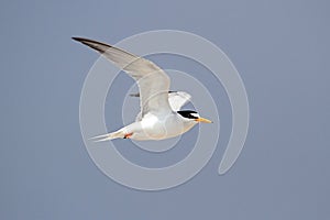 Federally Endangered Least Tern photo