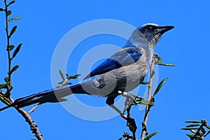 Federally protected Florida scrub jay bird perched on scrub oak photo