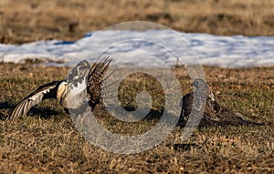 A Federally Threatened Greater Sage Grouse Battle for Supremacy photo