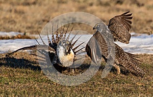 A Federally Threatened Greater Sage Grouse Battle for Supremacy photo