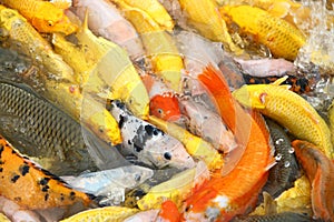 Feed the carp fish