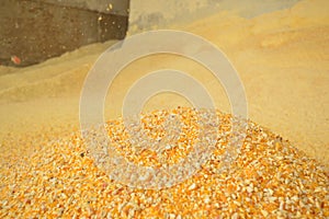 feed corn cattle feed 