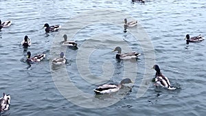 Feed the ducks in the lake, slow motion footage.