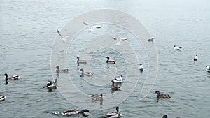 Feed the ducks in the lake, slow motion footage.