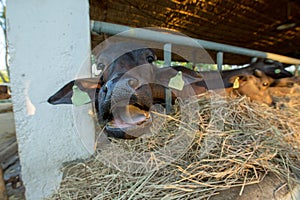 Feed food to black buffalo eating the thatch