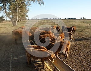 Alimentazione alce 