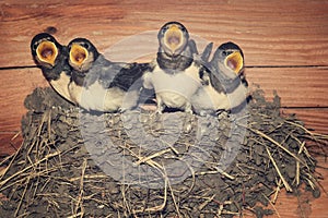 Feed me! Demanding swallow chicks begging for food