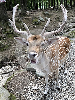 FEED ME PLEASE, FALLOW DEER at deer forest at Southwicks zoo, mendon ma