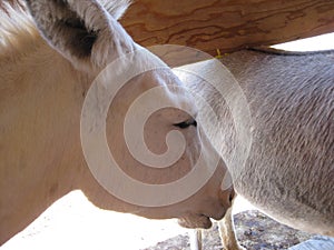 Feed Me, Wild Burros in Oatman, Arizona, Side of Head