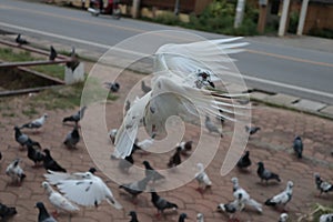 Feed the pigeons as birds of ultimate character and beauty.