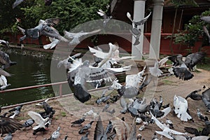 Feed the pigeons as birds of ultimate character and beauty.