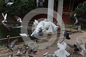 Feed the pigeons as birds of ultimate character and beauty.