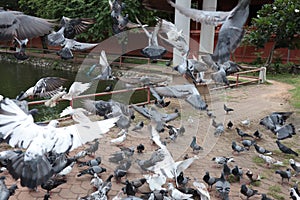 Feed the pigeons as birds of ultimate character and beauty.