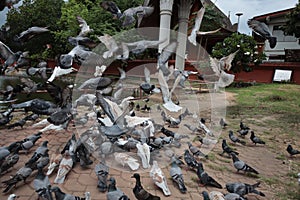 Feed the pigeons as birds of ultimate character and beauty.