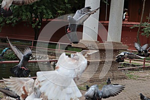 Feed the pigeons as birds of ultimate character and beauty.