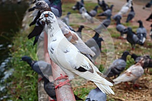 Feed the pigeons as birds of ultimate character and beauty.