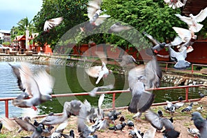 Feed the pigeons as birds of ultimate character and beauty.