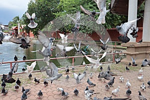 Feed the pigeons as birds of ultimate character and beauty.