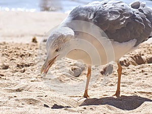 Feed a seagull with bread at the beach