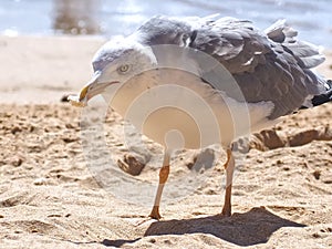 Feed a seagull with bread at the beach