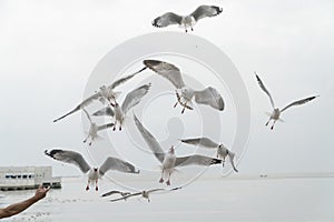 Feed the seagulls by hand on dayligth
