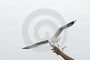 Feed the seagulls by hand on dayligth