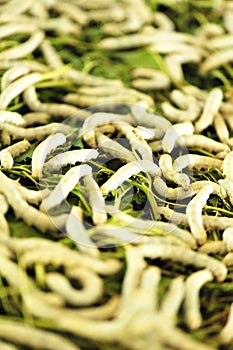 Feed silkworms eating