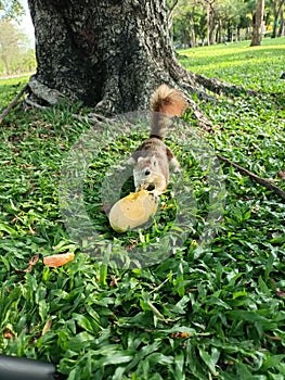 feed the squirrel  squirrel eating mango
