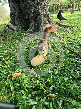 feed the squirrel  squirrel eating mango