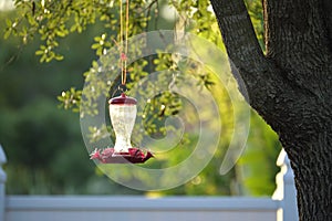 Feeder for birds and squirrels hanging on tree branch in park or backyard. Love and care about animals concept