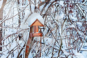 Feeder for birds in the winter park, titmouse eats food